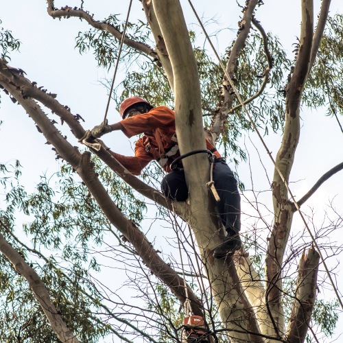 man climbing tree to cut branches Carson City NV