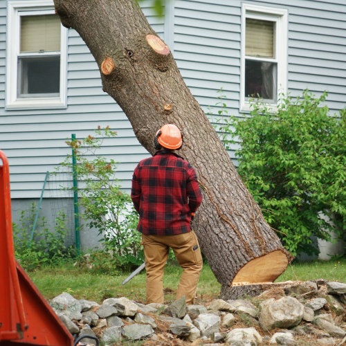 man with helmet removing tree Carson City NV