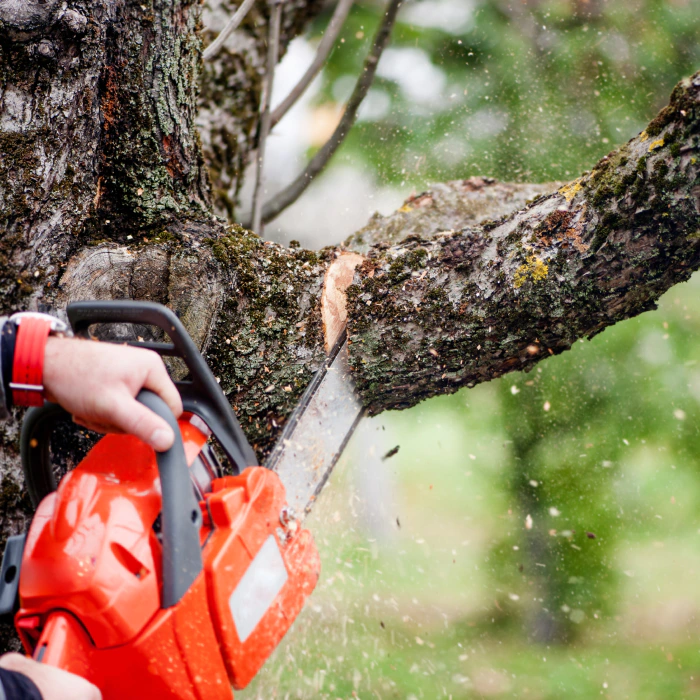 arborist removing a tree with a chainsaw